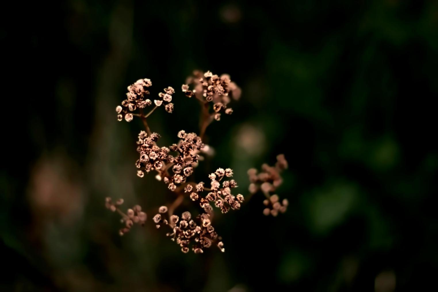 Urban ecology research documentation